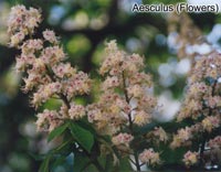 Aesculus (Flowers)