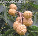 Aesculus glabra (Nuts)