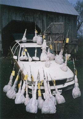 parcels on car