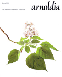 Catalpa speciosa