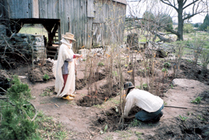 Mrs. Bough and Ethan heeling in freshly dug, dormant trees where they will be briefly stored before shipment