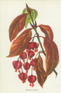 Eunonymus sachalinensis