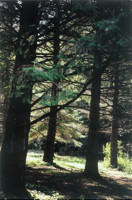 Fir woods