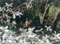Flute-site & Star Magnolia in eary spring