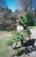 We've got cedars