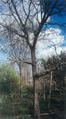 Kentucky Coffee Tree