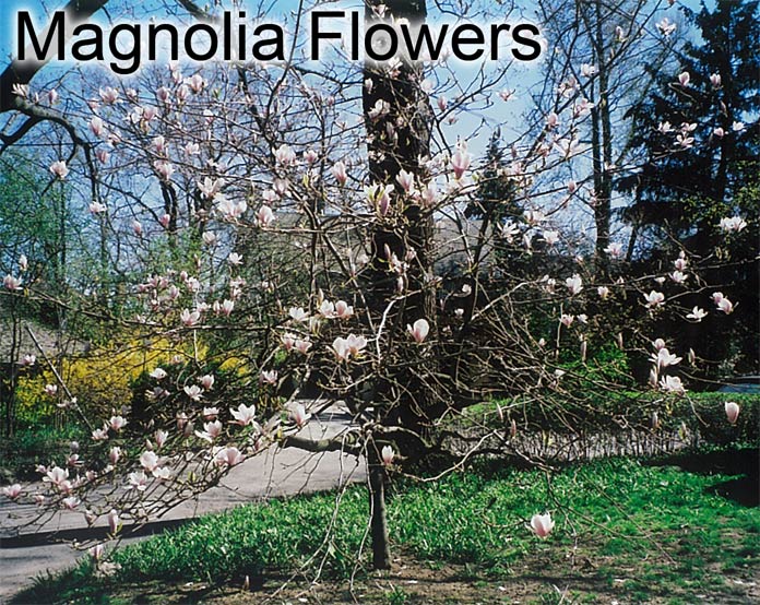 magnolia flowers