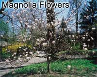 Magnolia stellata