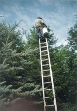 The gallant seed picker, Ted Cormier, up to his spruces.