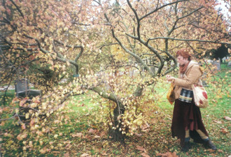 The gallant seed picker, Ted Cormier, up to his spruces.