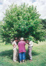 Prunus Maackii