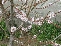 Chui-Lum Tao Peach blossoms
