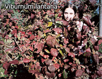 Viburnum lantana