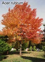 Acer rubrum showing fall colors