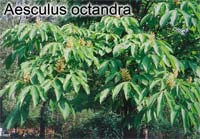 Aesculus octandra in bloom