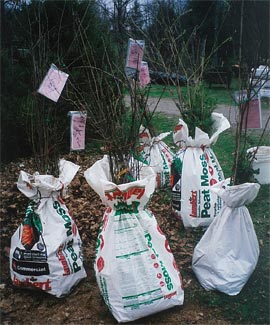 trees in peat moss