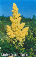 Sorbaria sorbifolia flowers