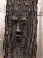 Tree with a face.
